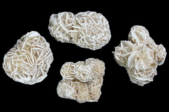 1 1/2 - 2" Desert Rose (Selenite) Formations - Photo 1